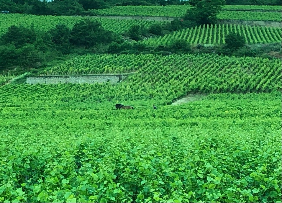 Burgundy Wine Lover's Delight – Saskia Charity Travel